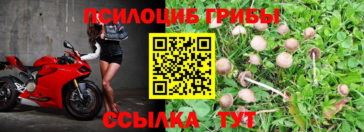 Ессентуки  Псилоцибиновые грибы Cubensis  Вход с VPN 